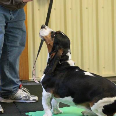 PRIVATE DOG TRAINING